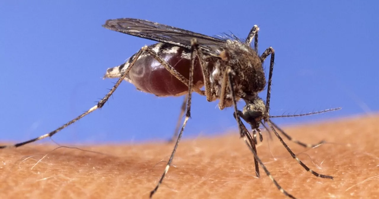 Las Vegas is buzzing with a record number of mosquitoes, and many are carrying viruses