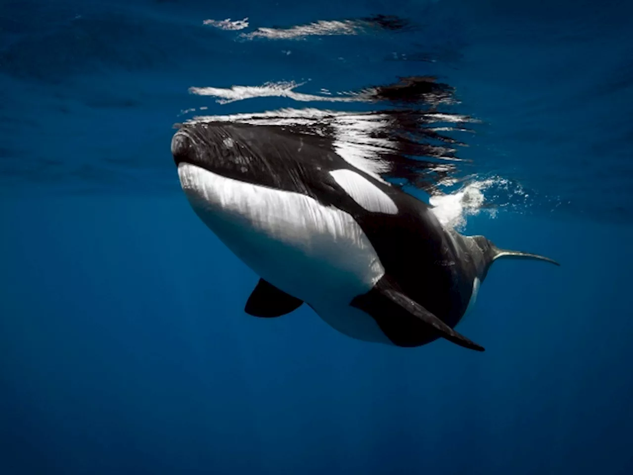 Eastern Cape Confirms First Case Of Orcas Killing A Shark For Its Liver