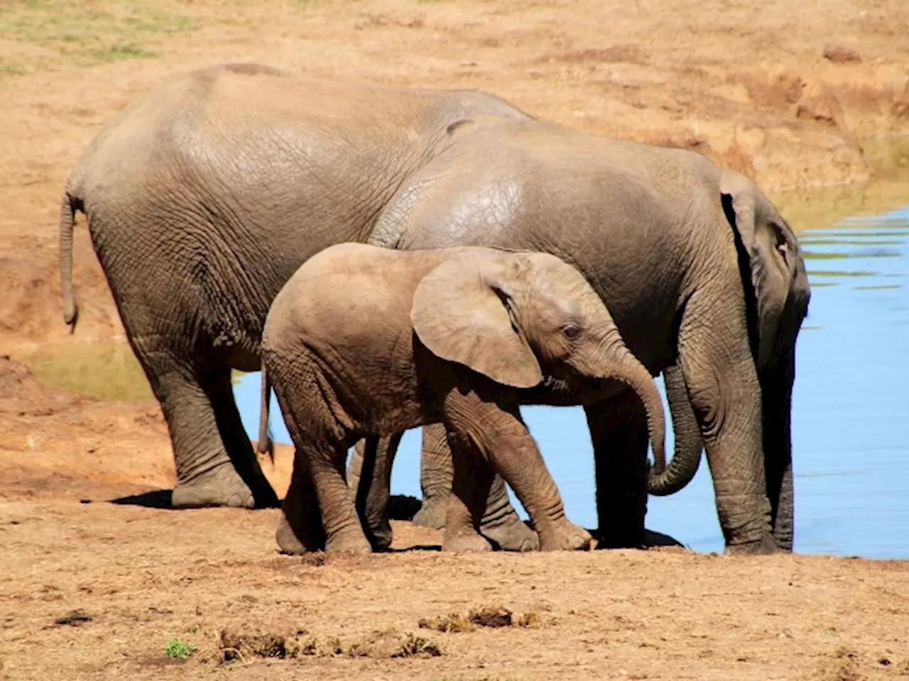 Sweet Study Finds Wild African Elephants Call Each Other By Their Names