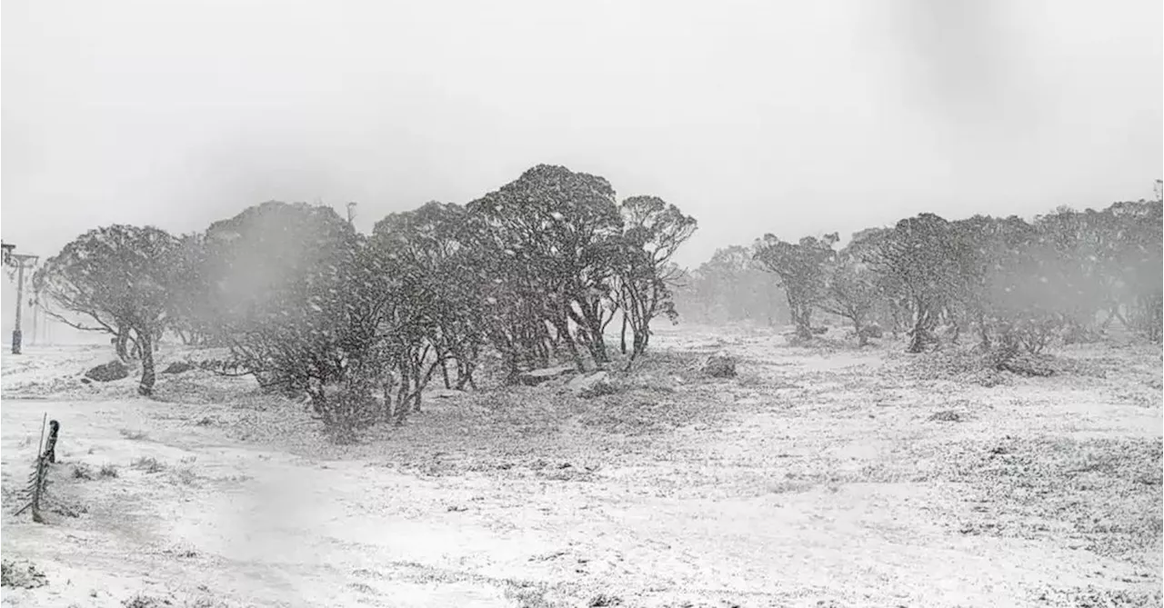 Blanket of white covers alpines in NSW and Victoria