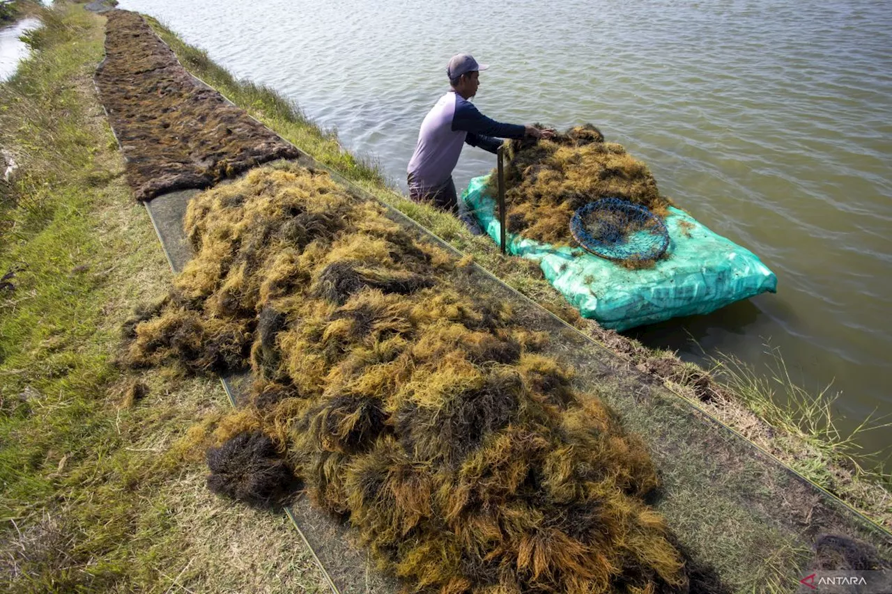 BRIN kaji potensi rumput laut jadi stimulan benahi tanah