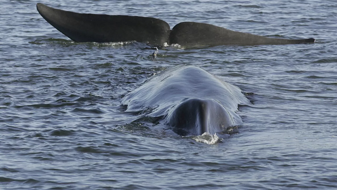 Iceland issues license for 128 fin whales to be hunted this year