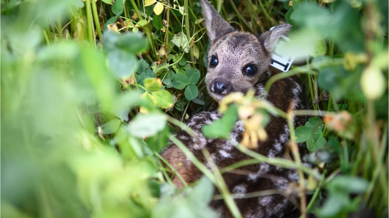 Auch für Wildtiere sind Überschwemmungen gefährlich