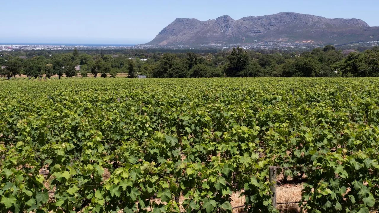 Weine aus Südafrika: Das gelbe Rätsel und Pairing-Ideen