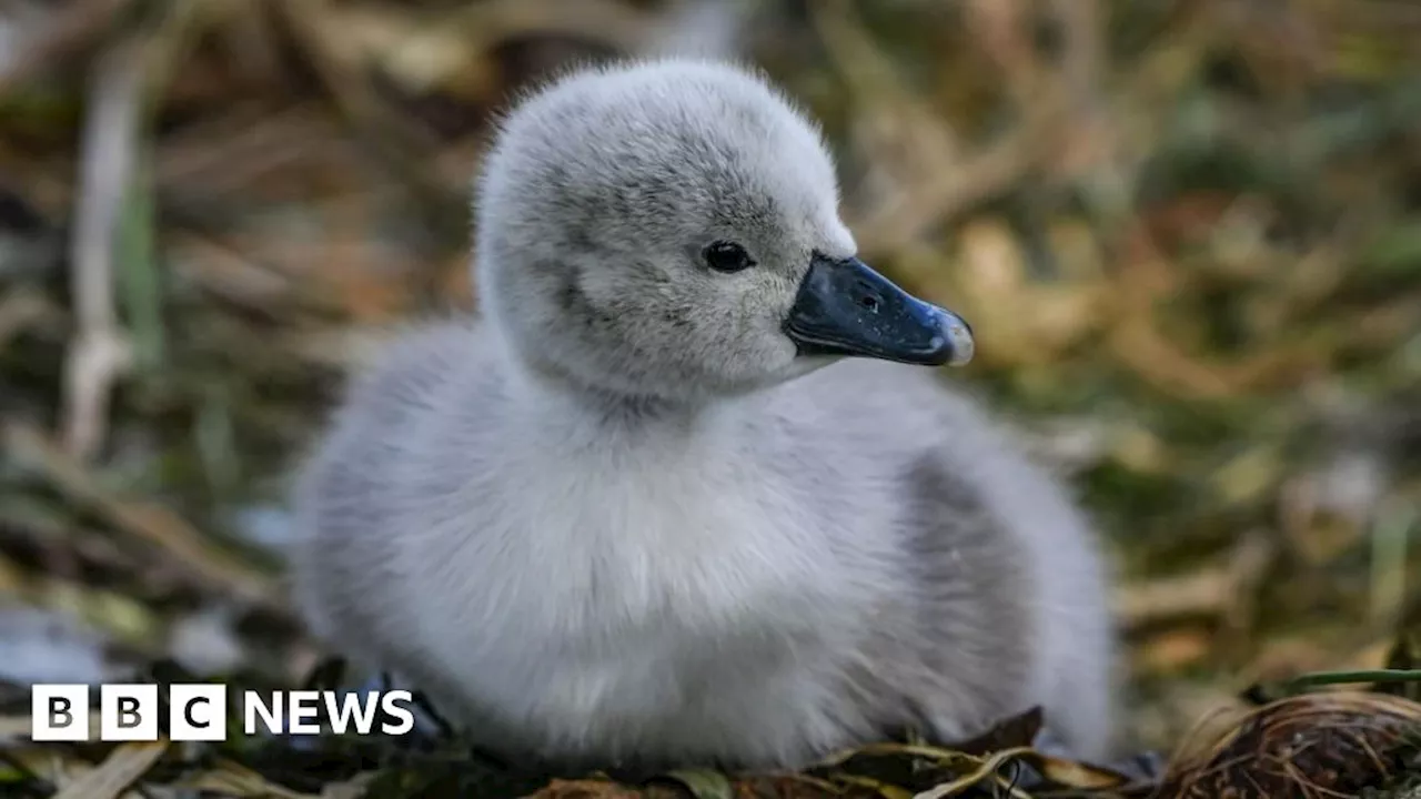 St Ives man rescues baby cygnet that could not keep up