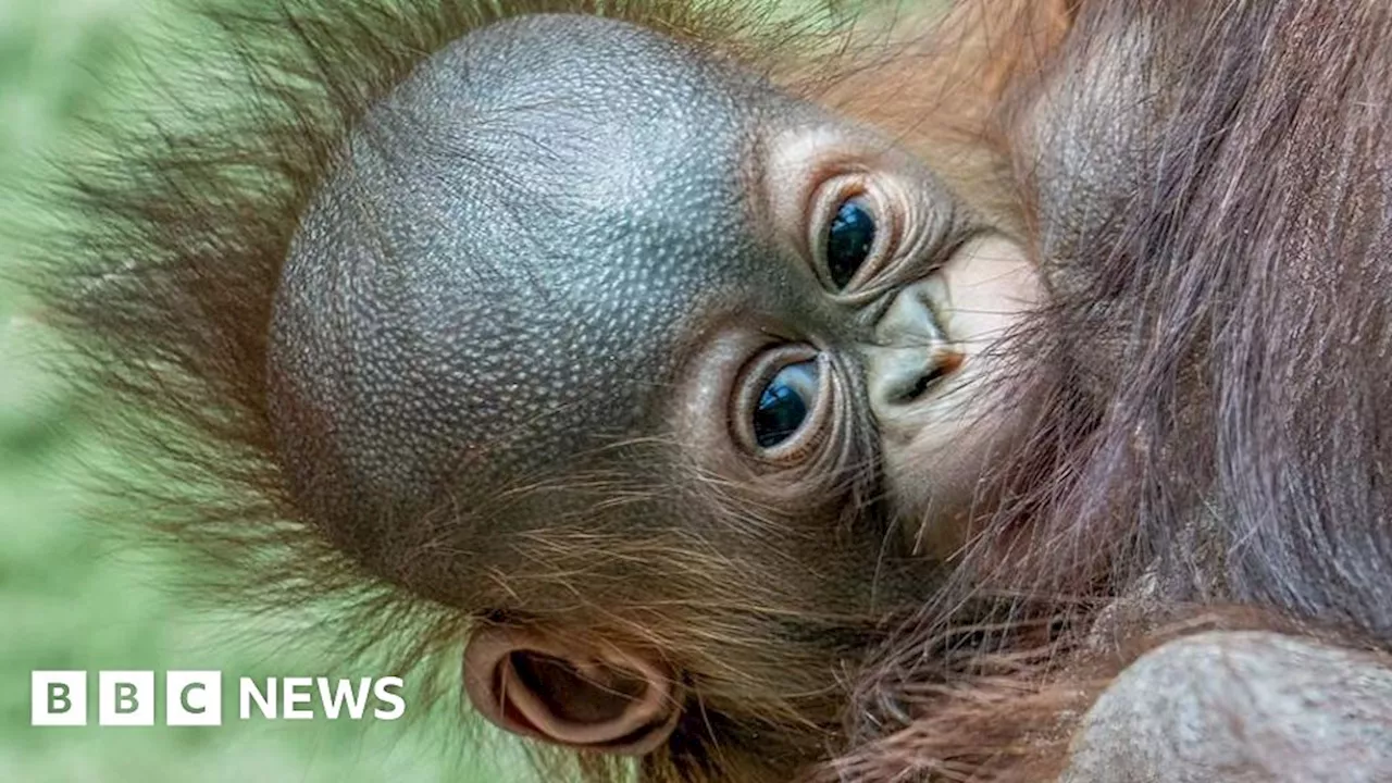 Blackpool Zoo's delight at birth of critically endangered orangutan