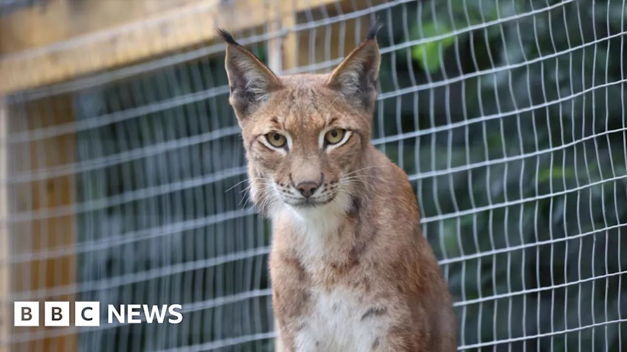 New bigger enclosure for Telford zoo's four lynx brothers