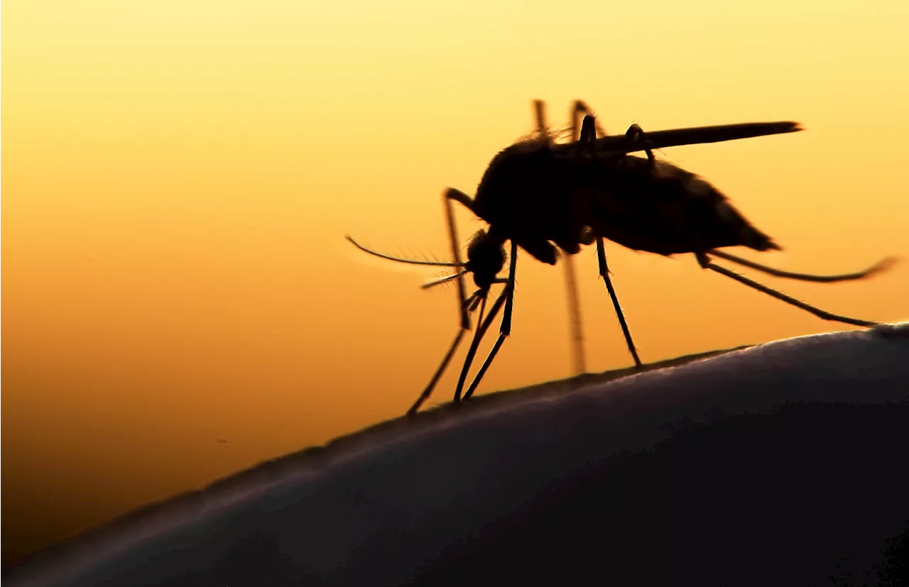 Researchers are using AI to monitor malaria-spreading mosquitos in Africa