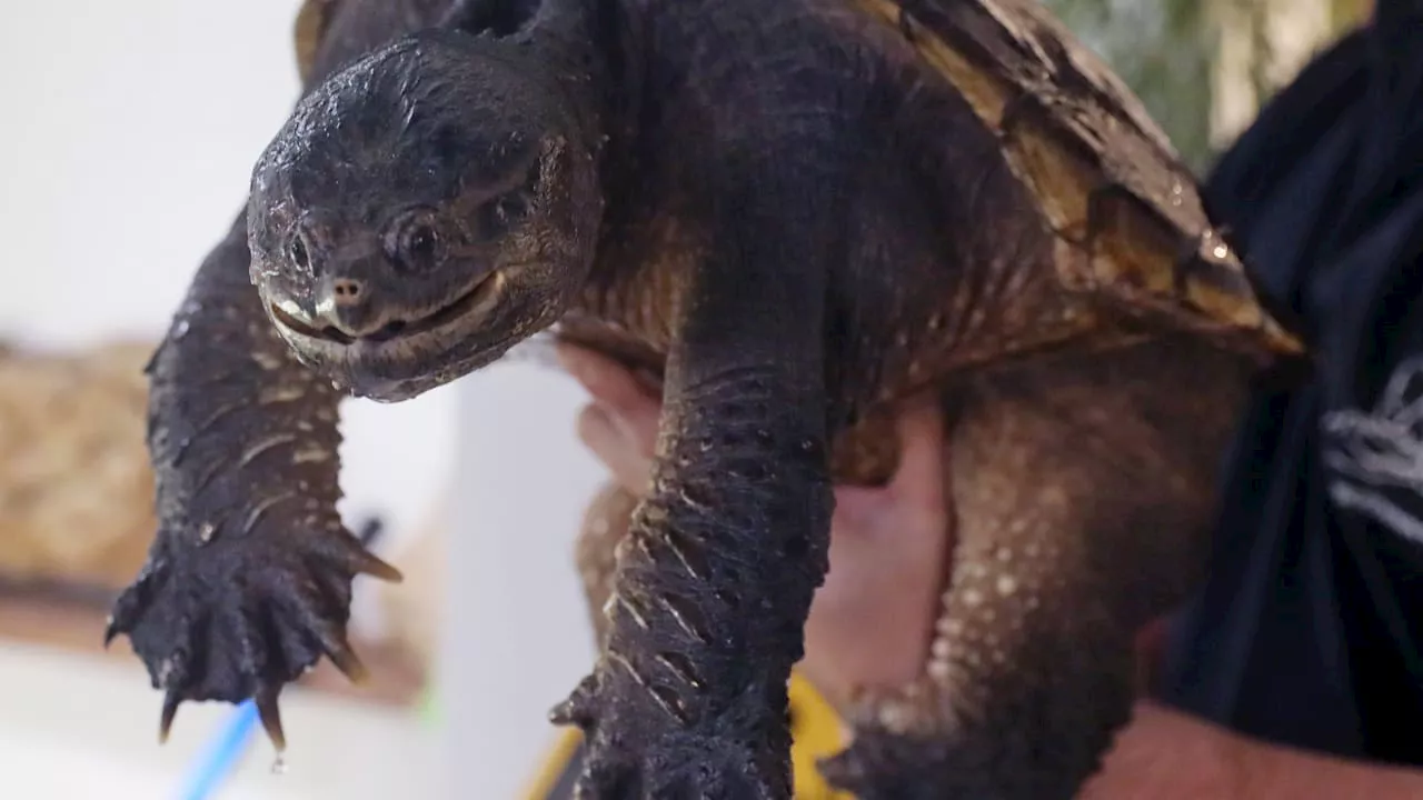 Hochwasser am Rhein schwemmt Schnappschildkröte an