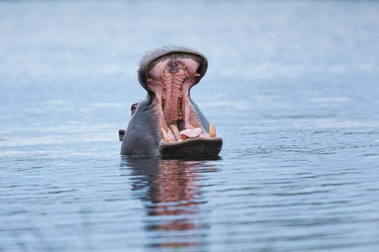 3 injured after hippo attack along Sabie River