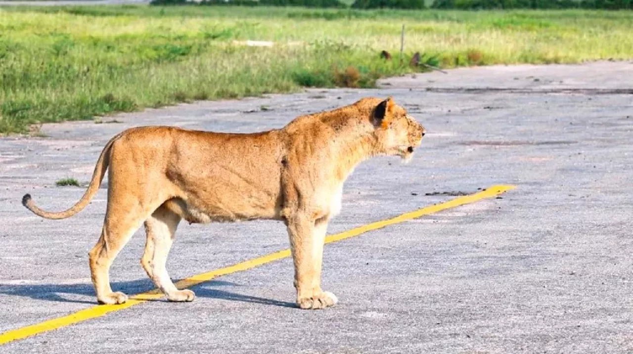 Safari-goers witness lioness’s tender reunion with her six cubs