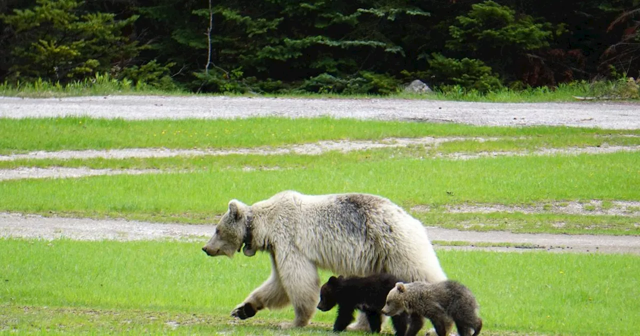 Rare white grizzly bear and her 2 cubs killed hours apart by cars in Canadian park