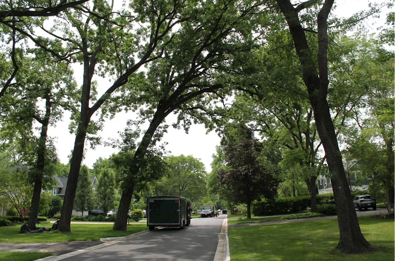 Neighbors divided over potential Highland Park sidewalk project; ‘We want to save the trees’