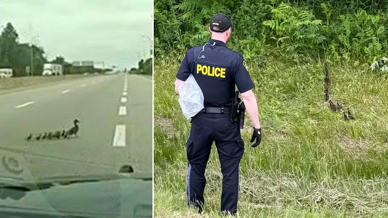 OPP quack the case of duck family stuck on Highway 401