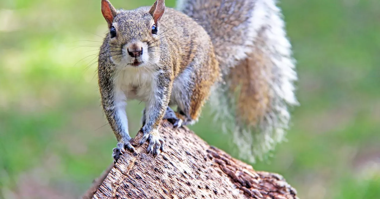 'Almost impossible' grey squirrel spotted on Argyll island home to native reds