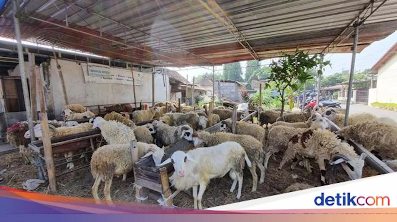 1 Kambing Kurban untuk Berapa Orang? Ini Penjelasannya