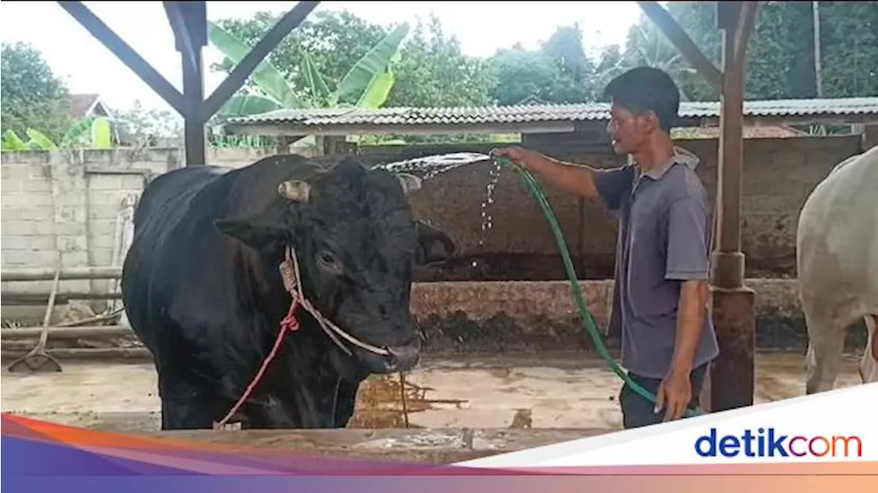 Cerita Peternak Lampung Kaget Sapi Brangus Miliknya Dibeli Jokowi