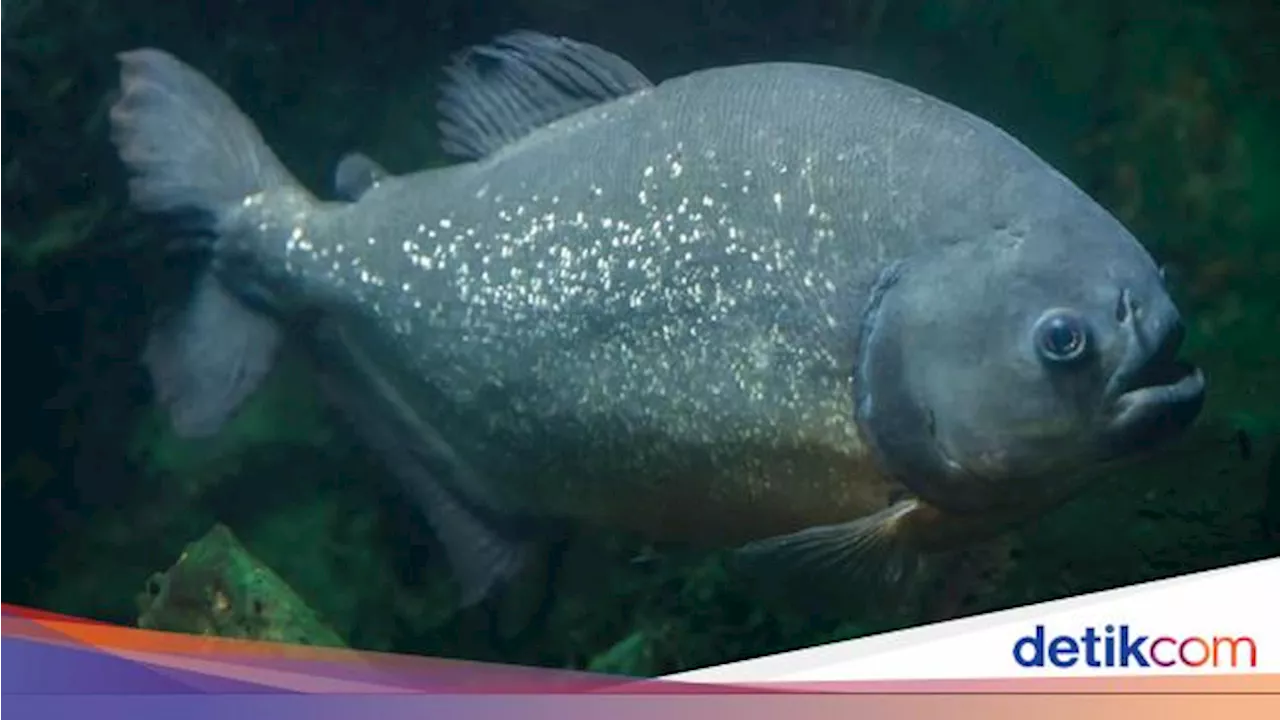 Mengenal Ikan Pacu, Sepupu Piranha yang Punya Gigi Mirip Manusia