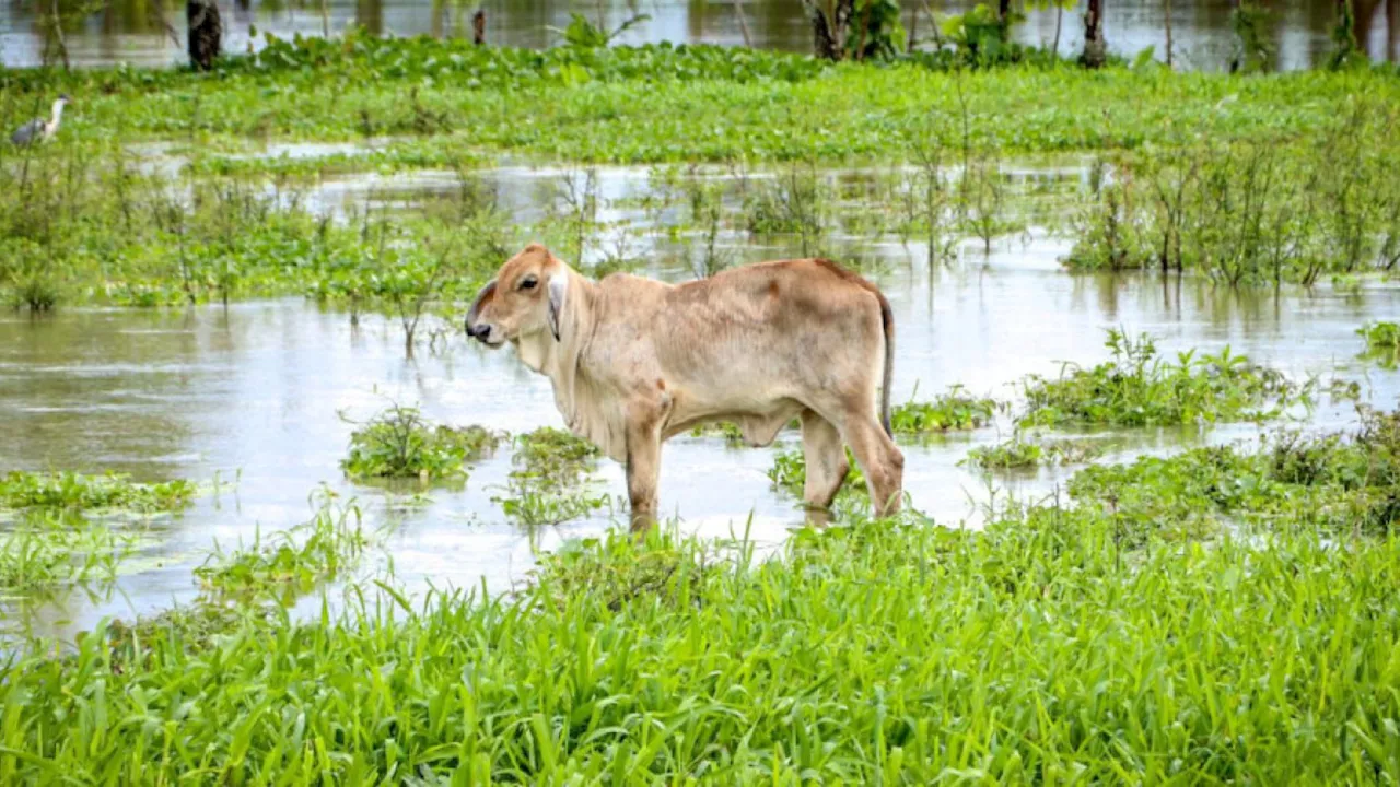 17 vacas murieron tras el impacto de un rayo en zona rural de Medellín