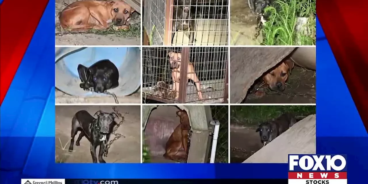 Mobile County Animal Shelter over capacity after dog fighting bust