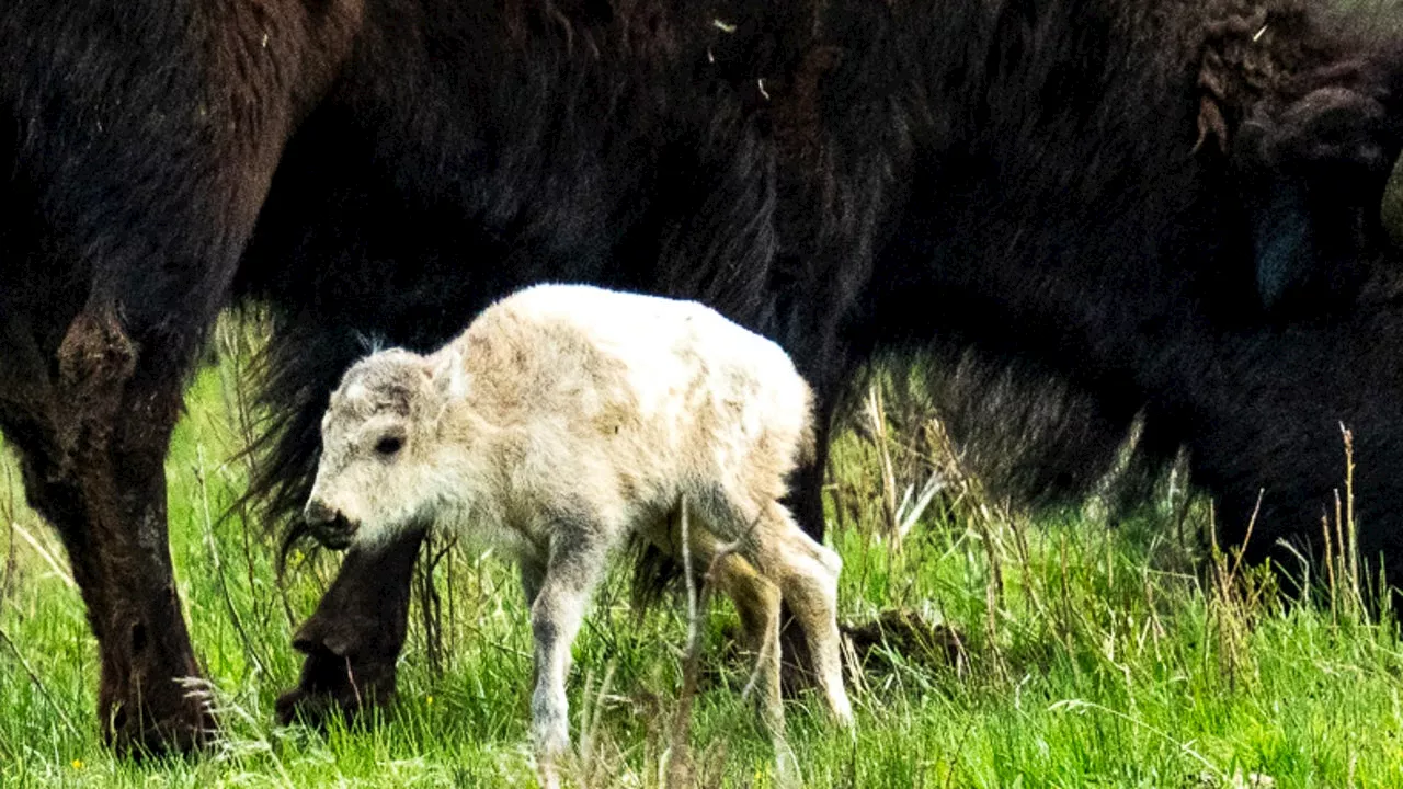 Rare white bison calf spotted in Yellowstone National Park