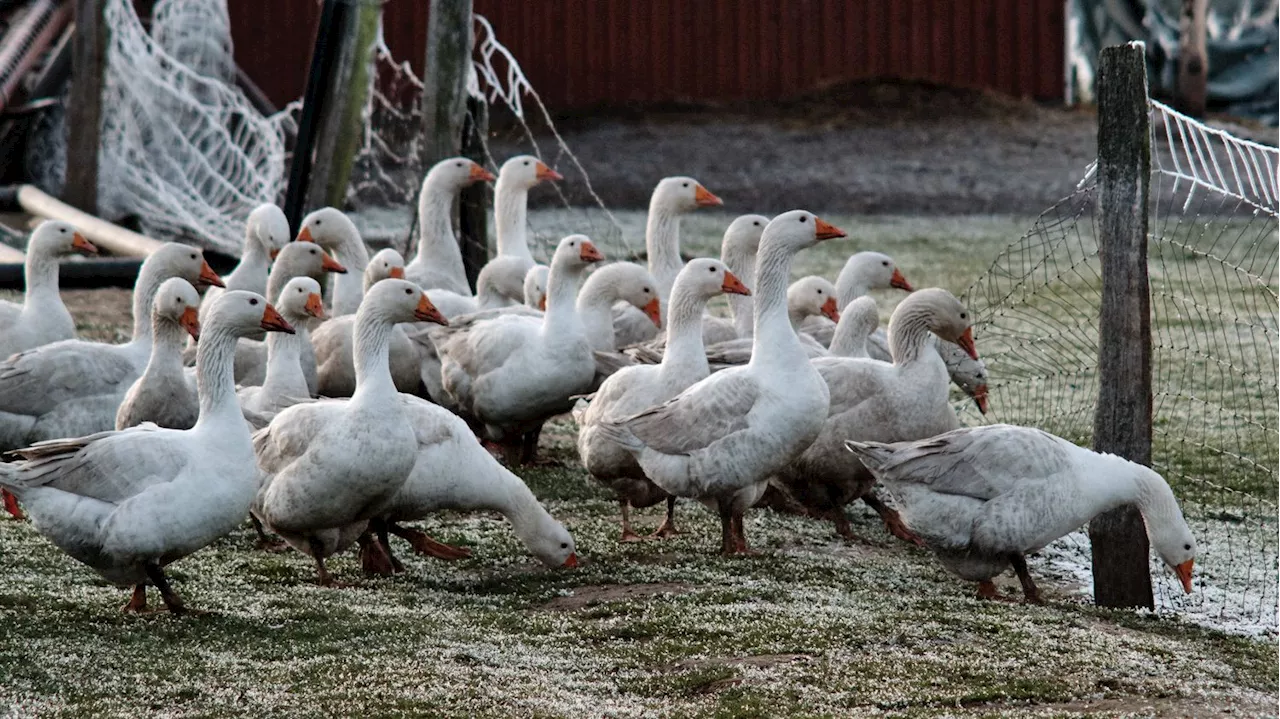 Grippe aviaire : l'UE conclut un contrat pour 665 000 vaccins destinés aux 'personnes les plus exposées' à une