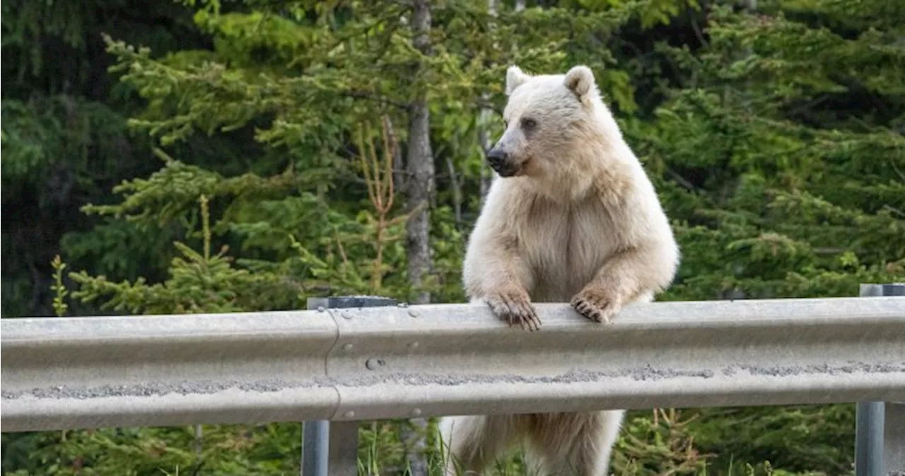 Death of iconic white grizzly bear sparks calls for wildlife conservation