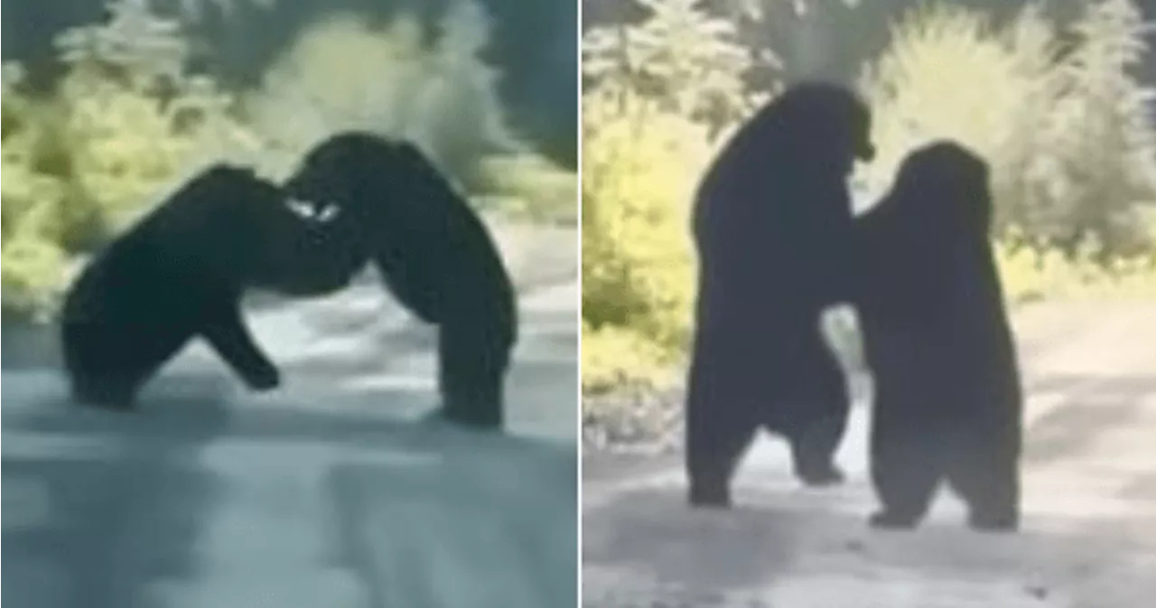 Ferocious Yukon black bears go toe-to-toe in intense fight for dominance