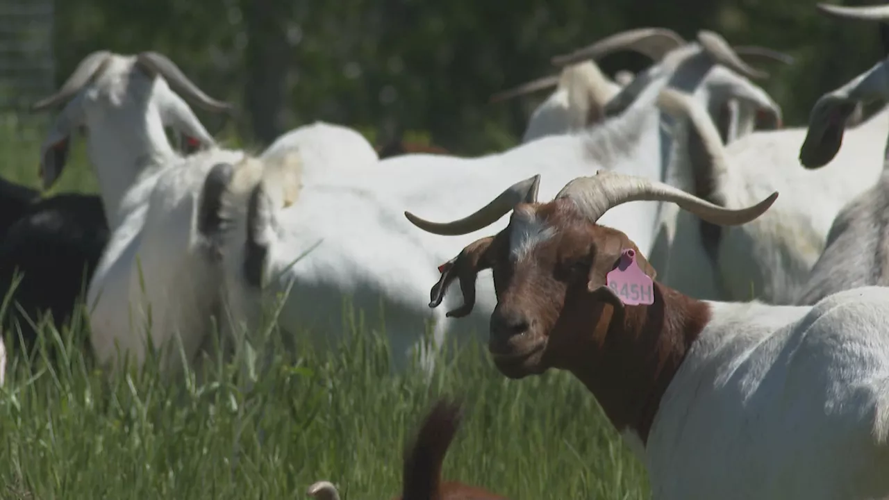 Grazing goats return to Lethbridge river valley