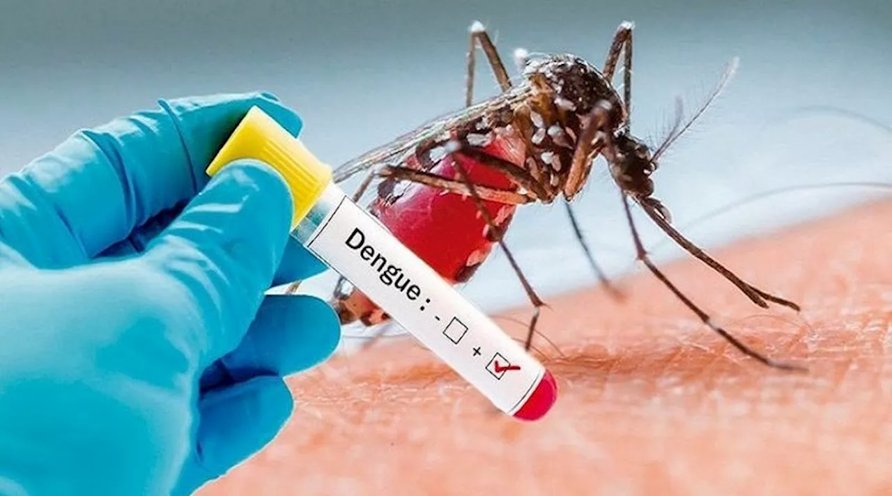 Dengue, mosquito-borne diseases rising in Europe: EU agency