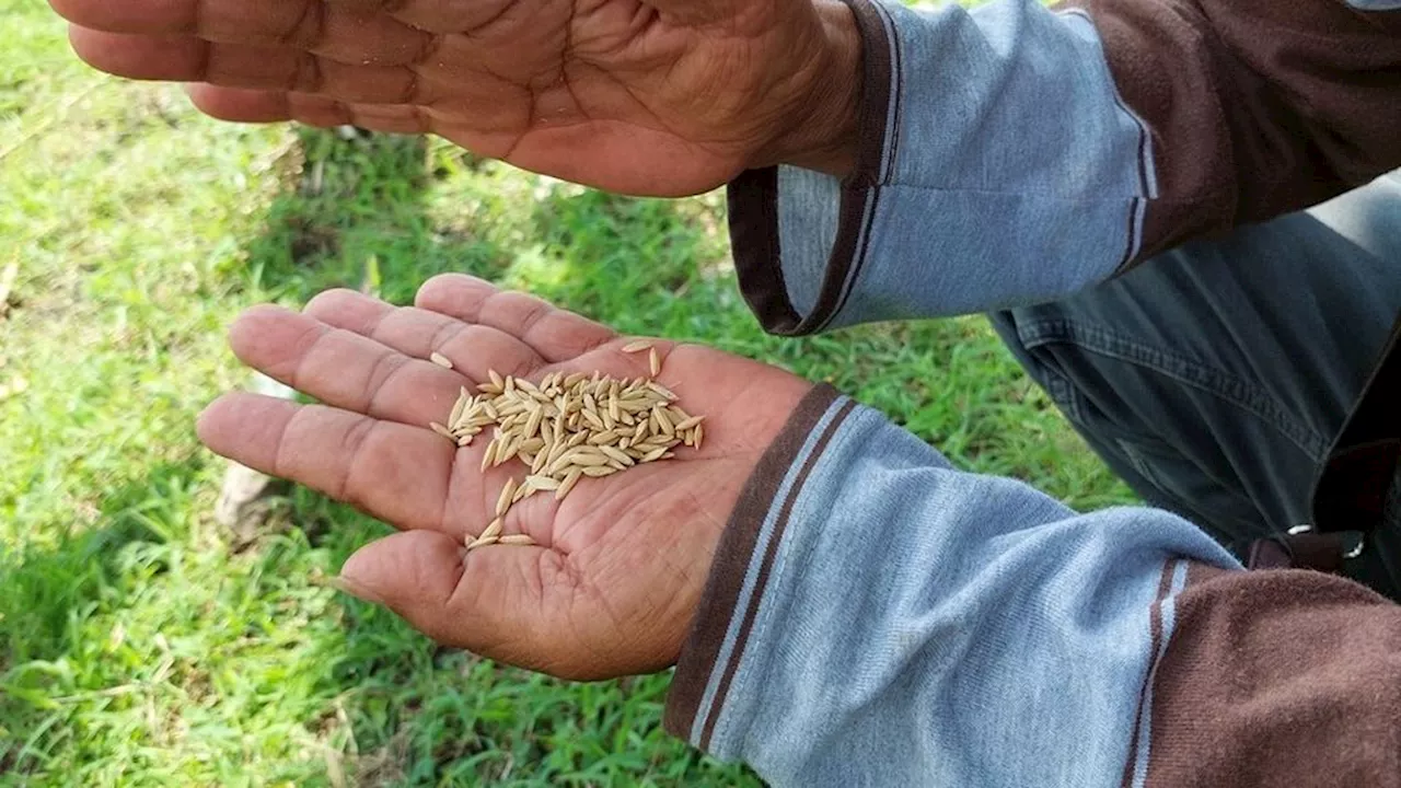 Acuan Harga Gabah Belum Jangkau Petani