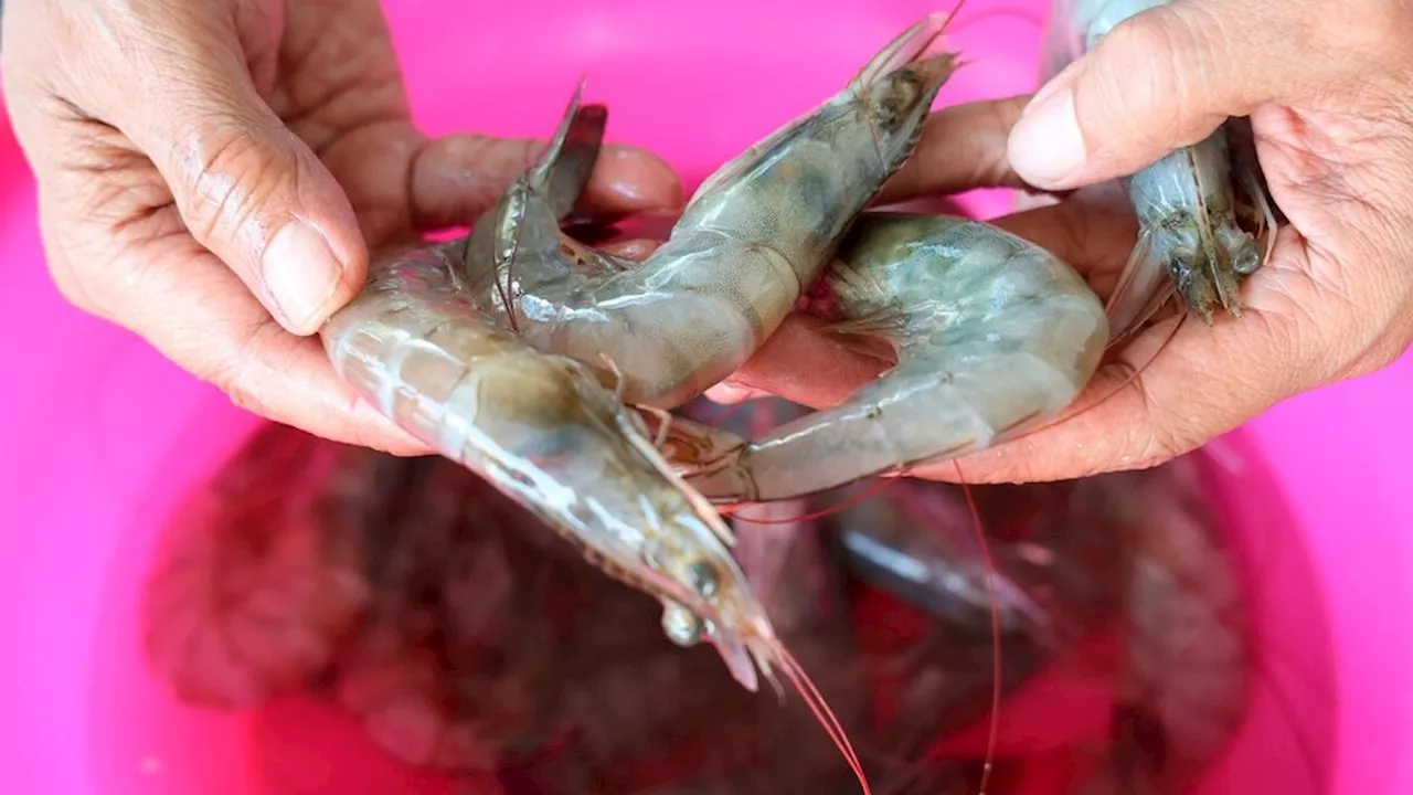 Daya Saing Udang Indonesia Terancam