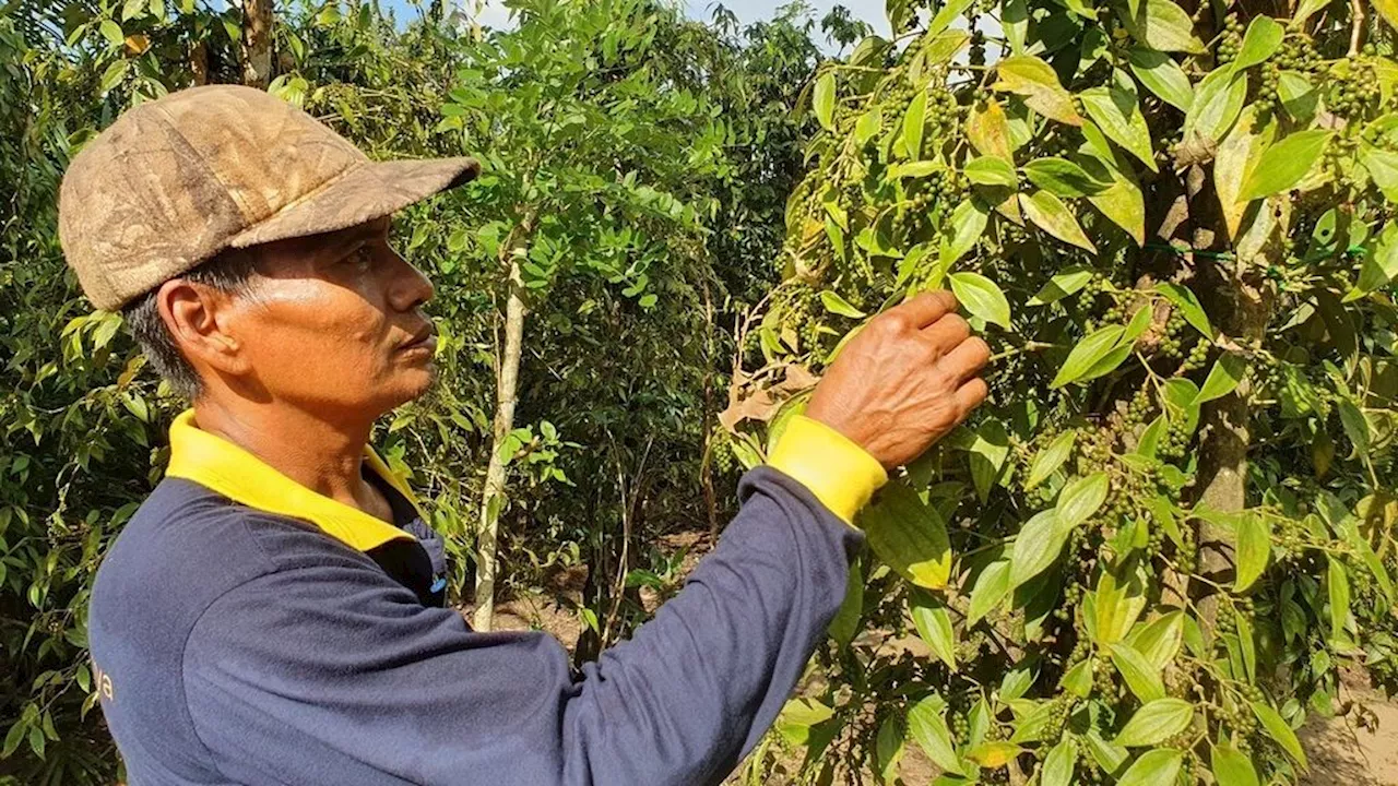 Kembalikan Kejayaan Lada Bangka Belitung