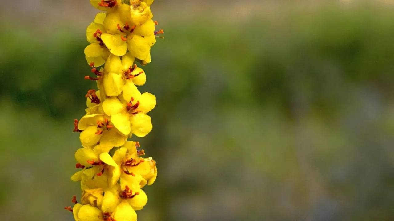 Sencilla forma de plantar semillas de gordolobo en casa y disfrutar de sus beneficios