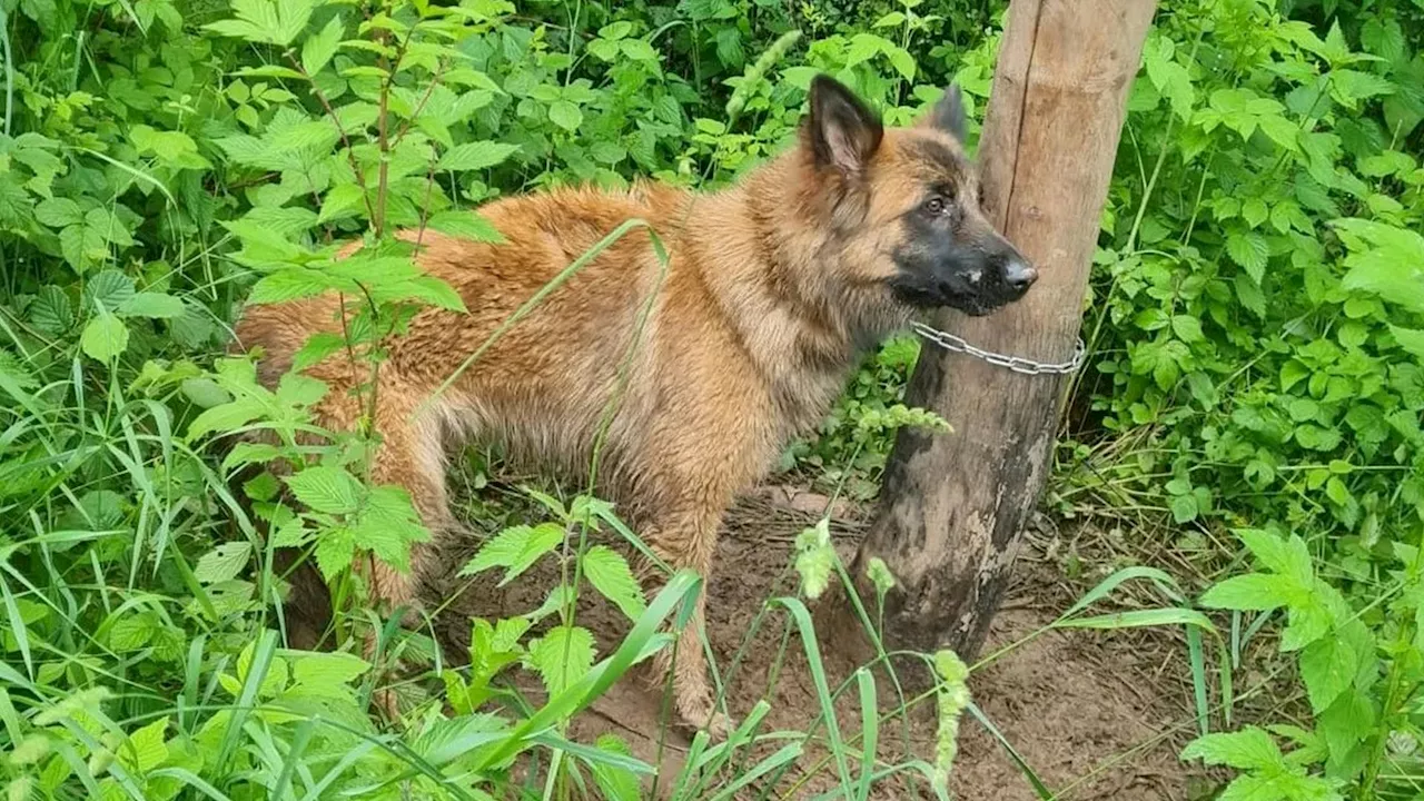 Tagelang im Wald – Hündin sollte an Kette sterben