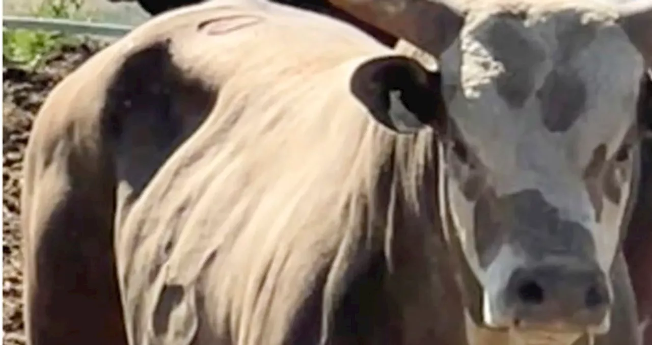 Bull That Jumped The Fence At Oregon Rodeo Is Retiring