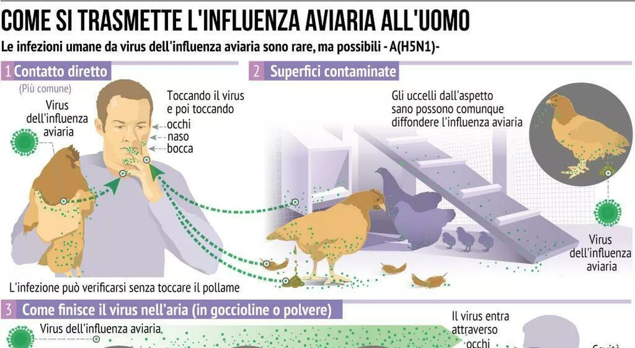 Aviaria, il vaccino Seqirus arriva in Europa: firmato contratto per fornitura da 655mila dosi