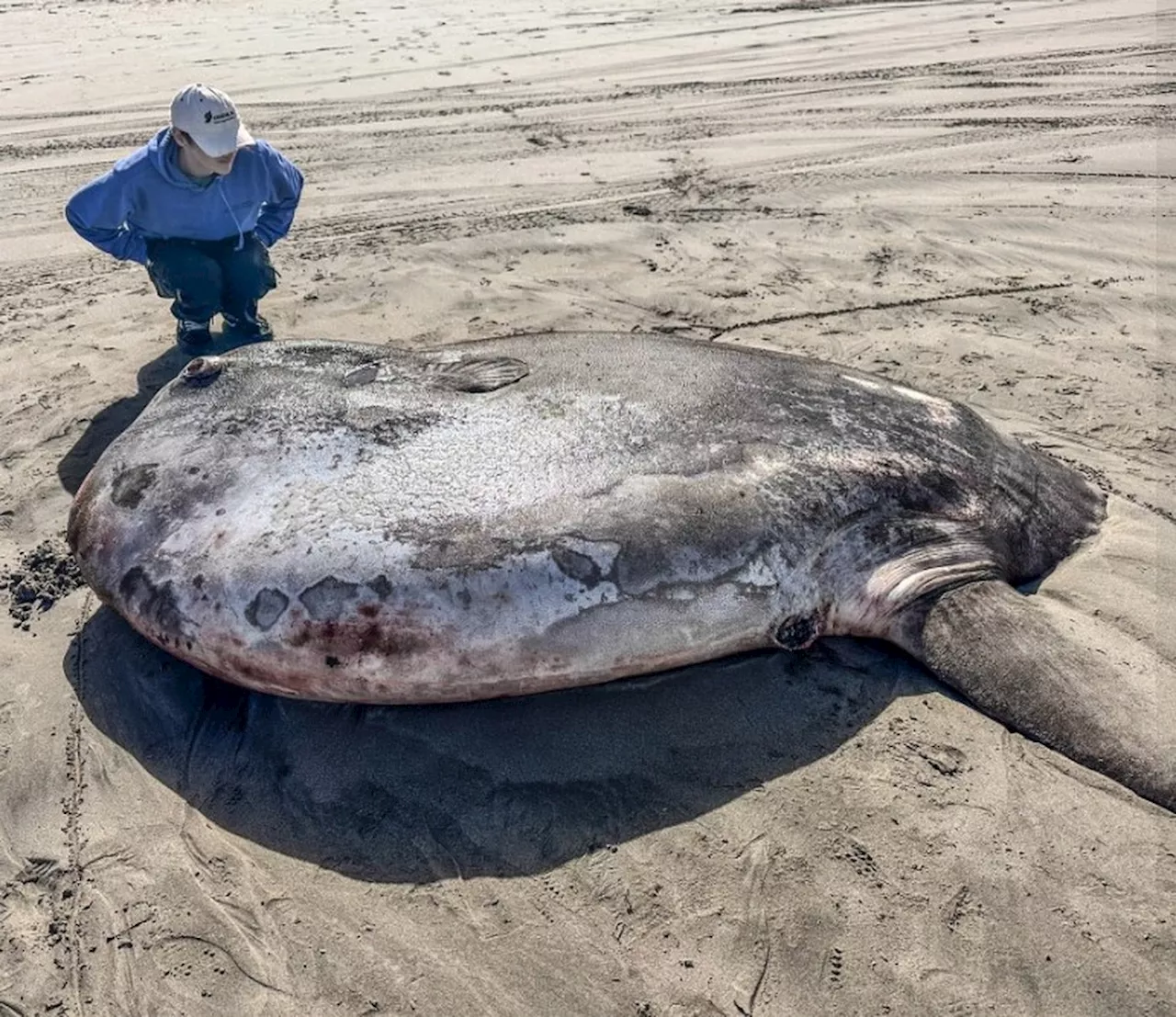 Raro peixe-lua de 2,2m é encontrado na areia de praia nos EUA