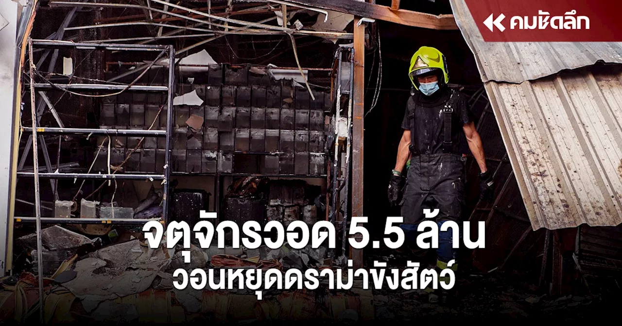 ภาพความเสียหาย ไฟไหม้จตุจักร พ่อค้า แม่ค้า สูญ 5.5 ล้าน วอนหยุดดราม่าขังสัตว์