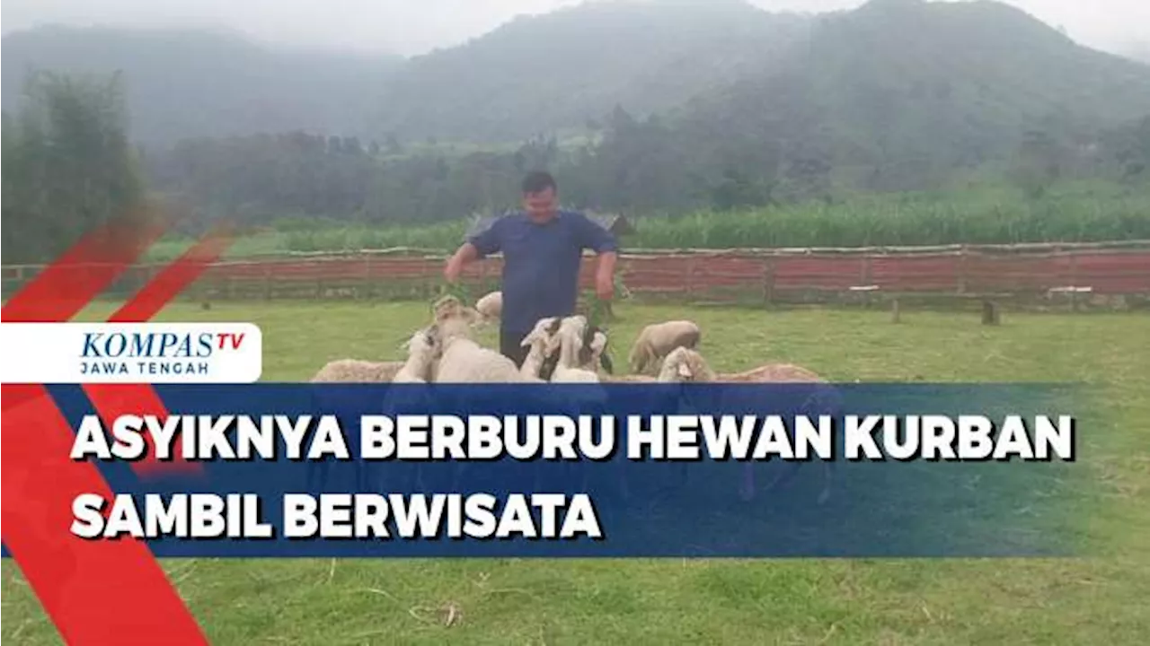 Asyiknya Berburu Hewan Kurban Sambil Berwisata