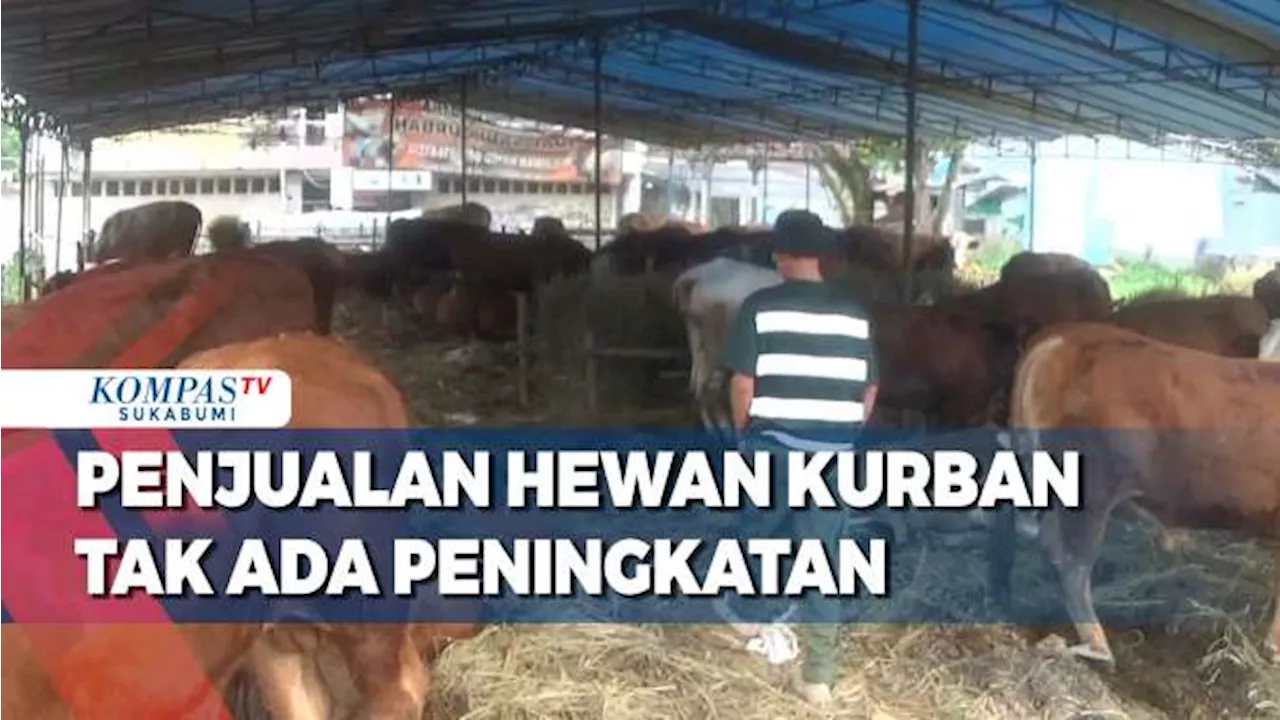 Mendekati Idul Adha Penjualan Hewan Kurban Tak Ada Peningkatan