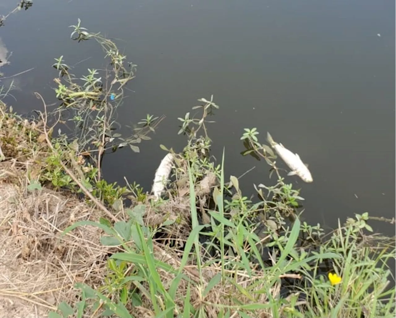 Hundreds of dead fish found floating in popular metro Houston park, investigation underway