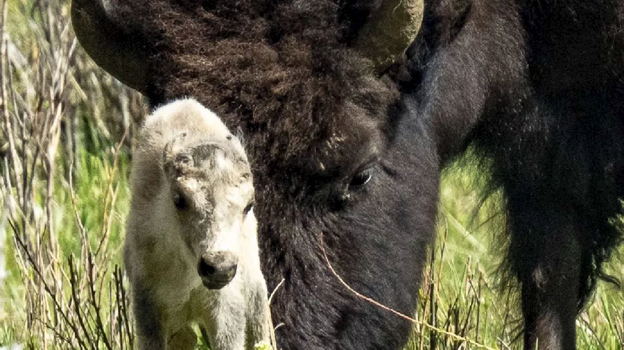 Reported birth of rare white buffalo calf in Yellowstone park fulfills Lakota prophecy