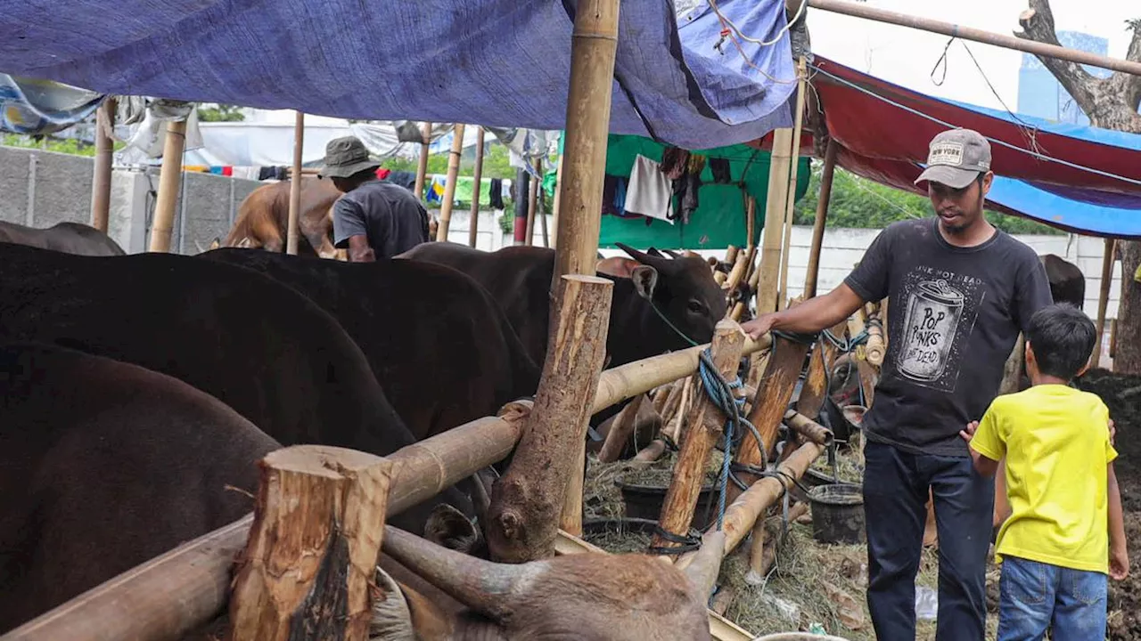 Bapanas Putar Otak Jaga Pasokan Sapi Hidup Tak Kelebihan saat Idul Adha