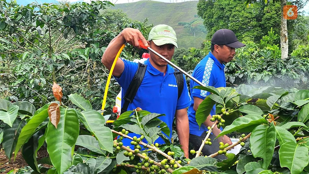 Revitalisasi Kebun Kopi Cikoneng, Diprediksi Bisa Tingkatkan Produktivitas hingga 120 Persen