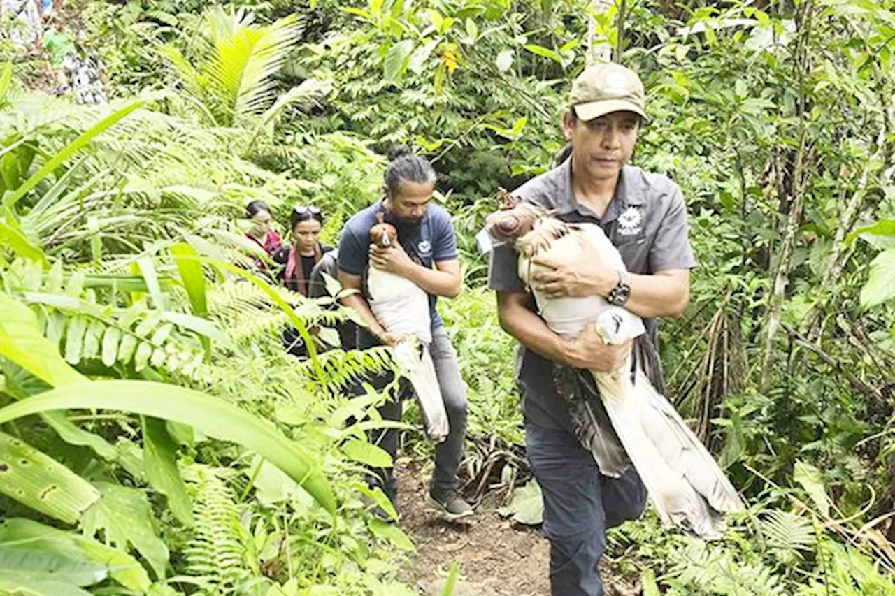 Philippine Eagles set for release in Leyte