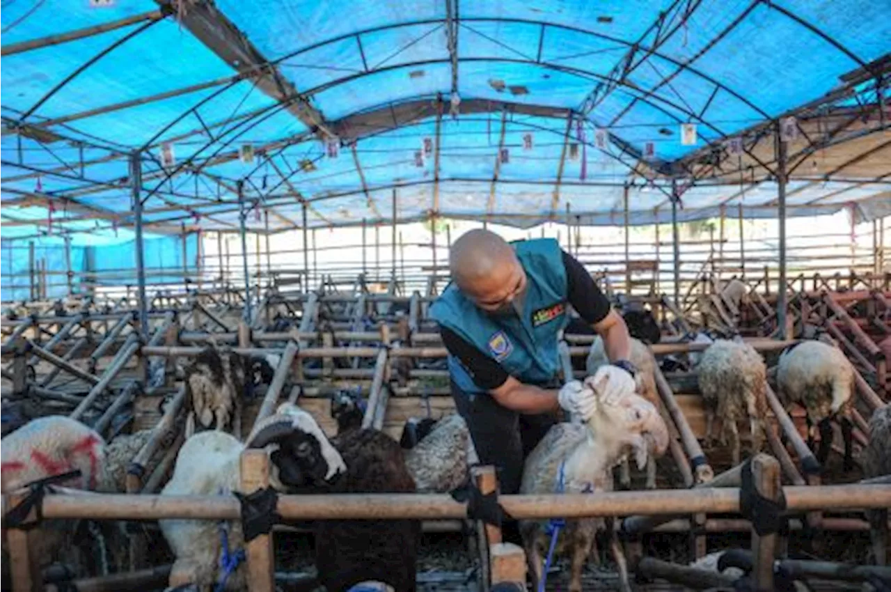 Ratusan Hewan Kurban di Bandung tidak Layak Kurban