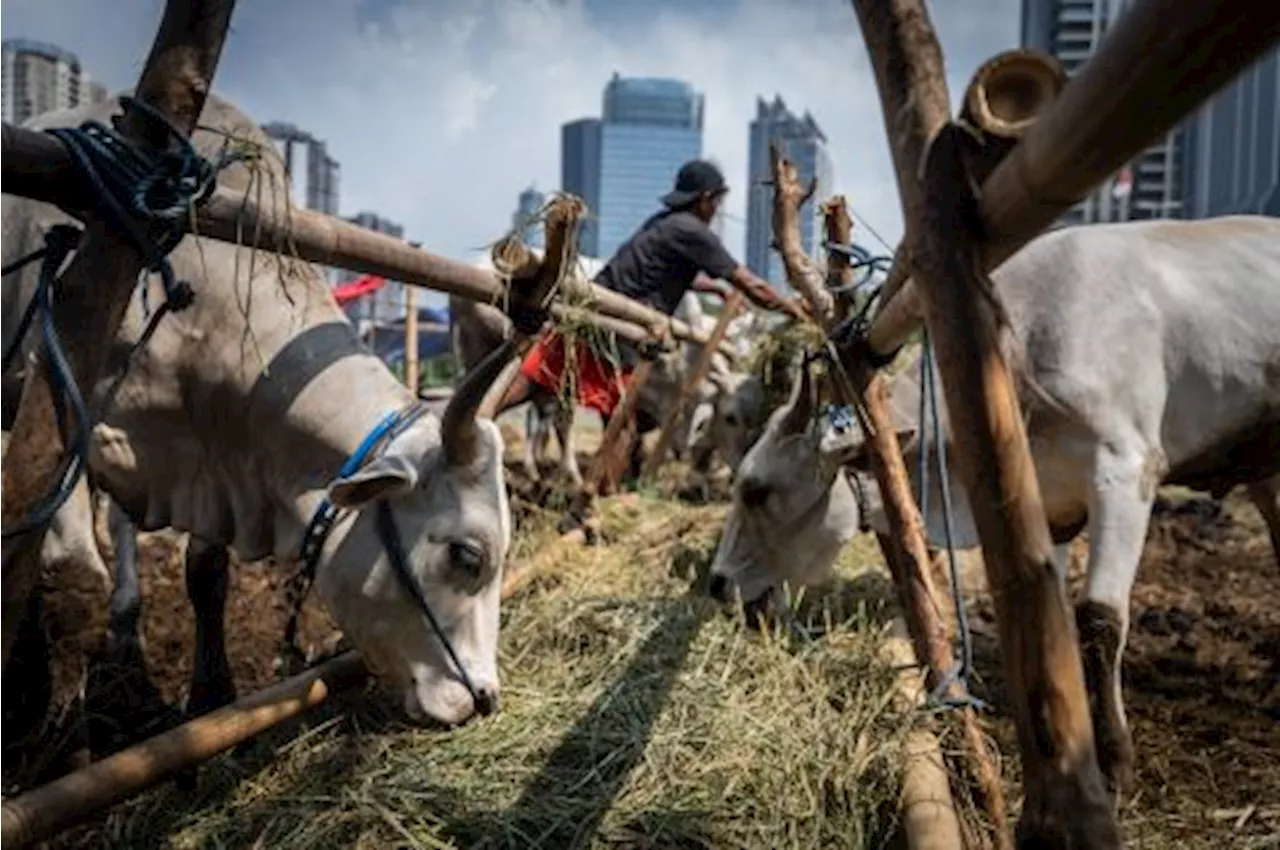 Stok Sapi dan Kambing di Jakarta Dipastikan Cukup untuk Kurban