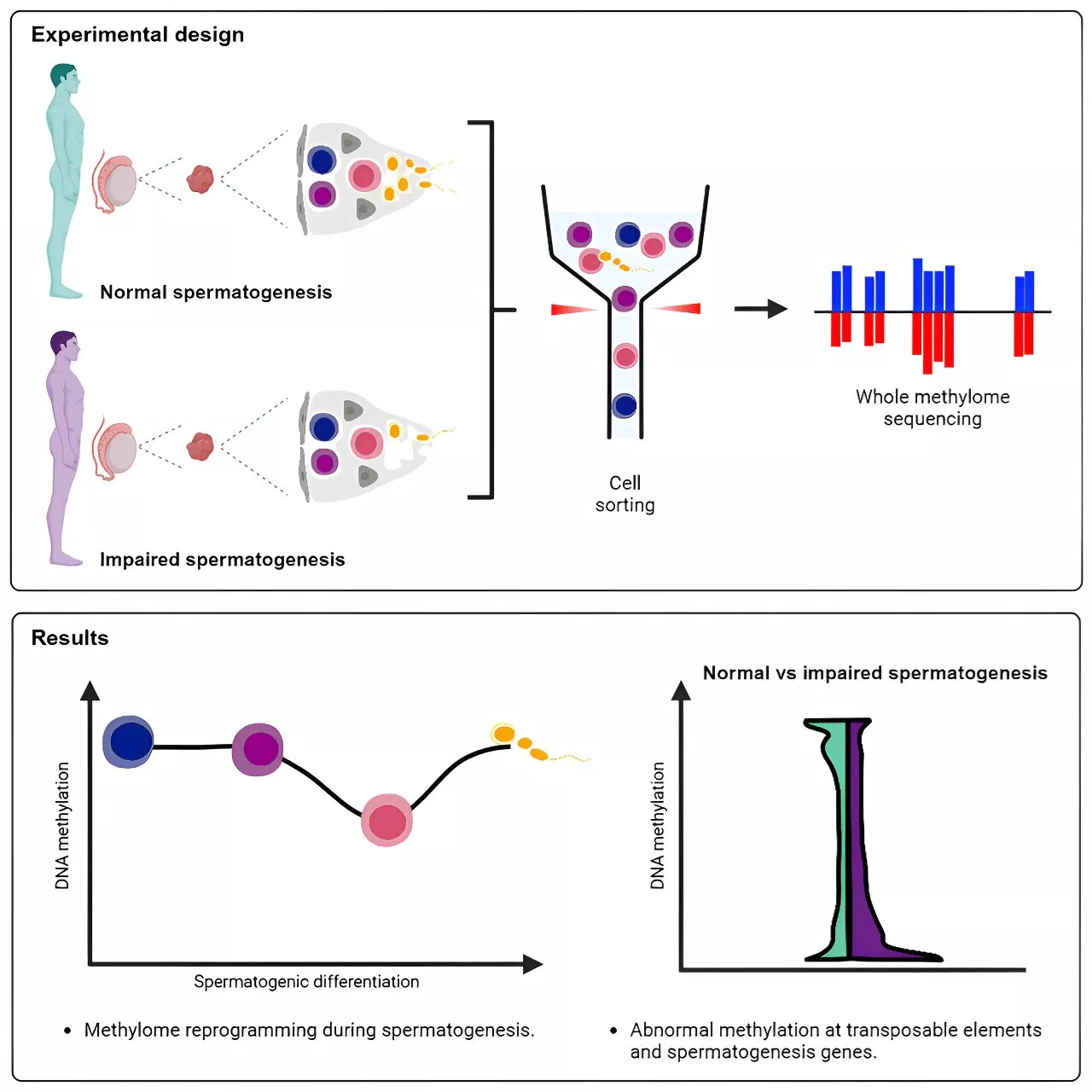 A milestone in epigenetics of reproduction: Researchers crack the male fertility code