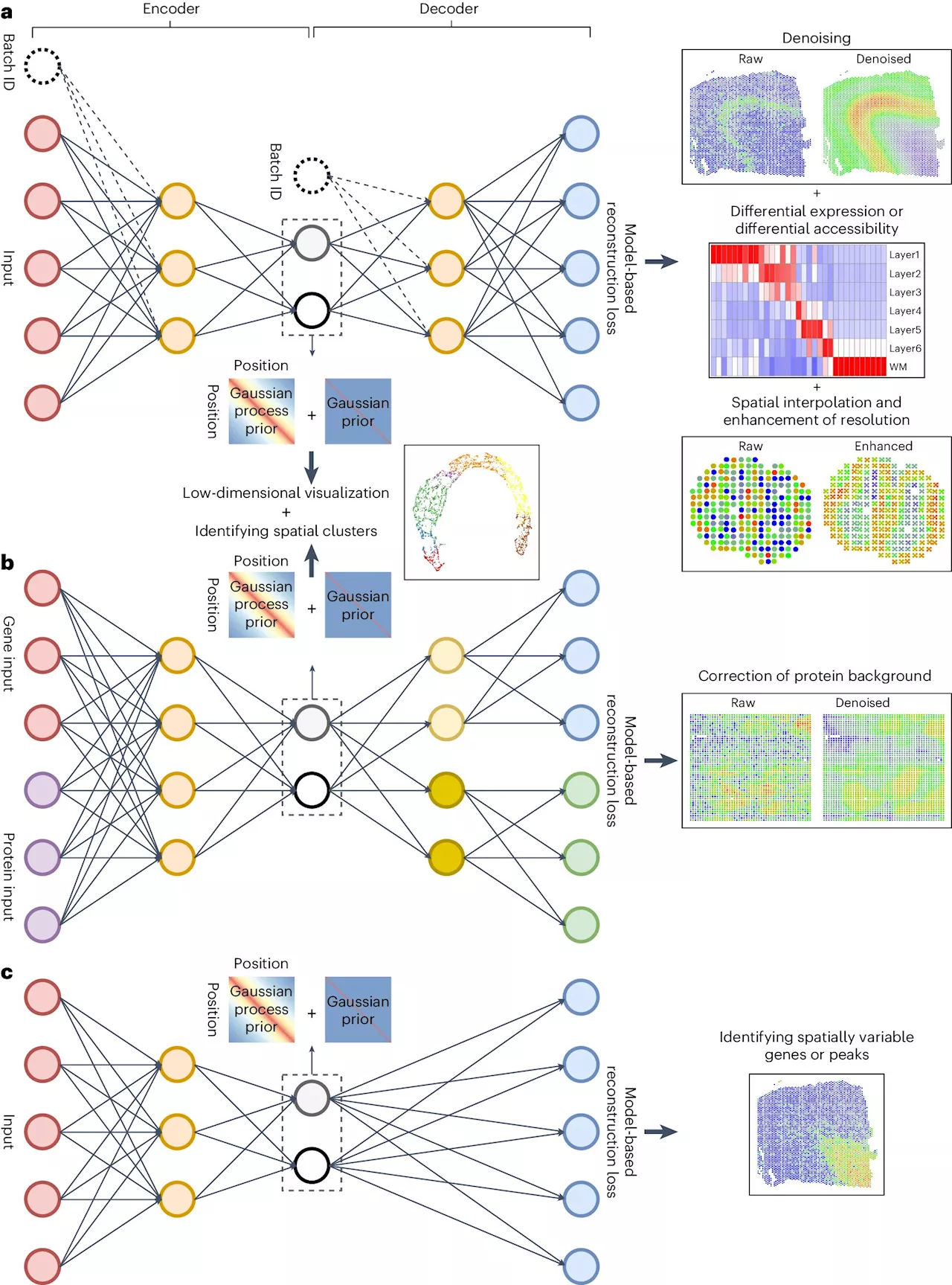 Researchers develop new tool to aid processing of spatial transcriptomic data